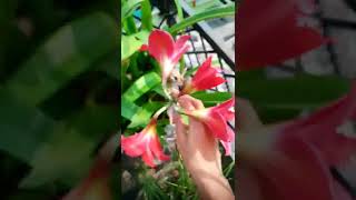 How to grow Daylily from bulbs 🌱💮🌳💮Hemerocallis Daylilies gardening lily plants [upl. by Albertina]