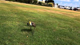 plover protecting eggs [upl. by Waly]