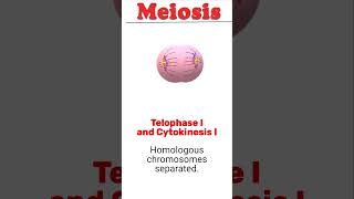 Meiosis animation biology meiosis [upl. by Petrie]