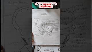 pelvis anatomy notesshorts pelvis anatomy medico [upl. by Aihgn]