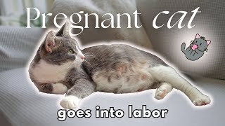 Pregnant Cat Goes Into Labor 🌸 Part 1 of Lady’s Story [upl. by Sucramed81]