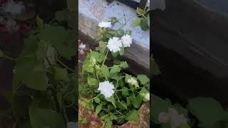 Thunbergia fragrance plant whiteflowervine tarracegarden gardeningtips ytshortsindia yt foryou [upl. by Cahilly161]