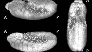 Drosophila Embryogenesis [upl. by Esinahs]