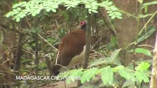 Oiseaux de Madagascar 2005 Birds of Madagascar [upl. by Purdum133]