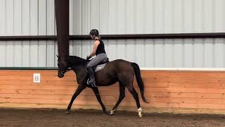 CLOSE TALKER flat  Adoptable Thoroughbred Gelding  New Vocations [upl. by Alliscirp]