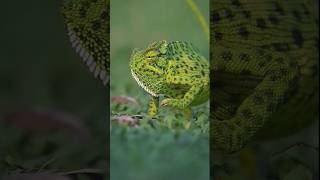 The Indian chameleon Chamaeleo zeylanicusis a species of chameleon found in india viral [upl. by Tadashi]