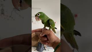 White eyed conure  freeflight whiteeyedconure sunconure nanday conure [upl. by Anitnuahs]