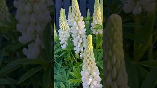 White Lupines in Bloom lupin lupine whiteflowers summergarden gardenshorts [upl. by Kusin]