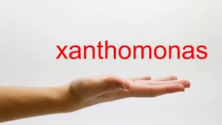 How to Pronounce xanthomonas  American English [upl. by Rexanna687]