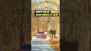 GAJAH MENGAMUK DIJALAN RAYA elephant animals [upl. by Leban]