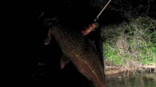 BOW FISHING FOR CARP ON THE MONONGAHELA RIVER PART 1 EXTREME BOW FISHING WVU [upl. by Aseret]