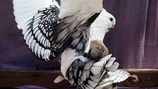 Fancy pigeon sale new video॥ very low price fancy pigeon loat for sale॥ serazi fentell pouter muki [upl. by Beulah]