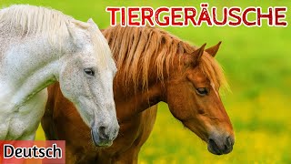 Tiergeräusche für Kinder Lerne 20 Tiere kennen [upl. by Hutt106]