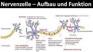 Nervenzelle  Neuron  Aufbau und Funktion Biologie Neurobiologie Oberstufe [upl. by Eceirehs]