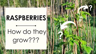 How do raspberries grow BONUS TIP How to prune raspberry bushes [upl. by Edd]