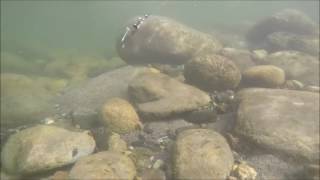 Underwater Footage Stinger Blades In Action [upl. by Sarine117]