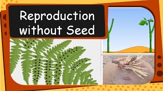 Science  Plant Reproduction without seed  English [upl. by Ratep]