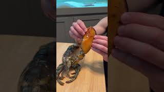 Pet LOBSTER 🦞 MOLTS For the first time🤯 [upl. by Wulfe636]