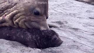 STRANGE BEHAVIOR of ELEPHANT SEAL WITH CALF [upl. by Letnohc138]