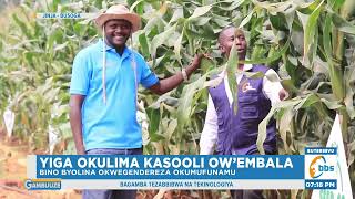 Yiga Okulima Kasooli Ow’embala Bino Byolina Okwegendereza Okumufunamu [upl. by Eeram]