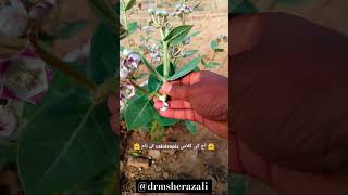 آج کی کلاس calotropis کے نام [upl. by Llertal300]