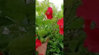 Hibiscus flower plant care fertilizer gardening my terrace garden [upl. by Reinertson304]