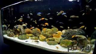 African Cichlids Aquarium  Lake Malawi [upl. by Sukhum781]