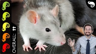 Rat The Best Pet Mammal [upl. by Nalyac]