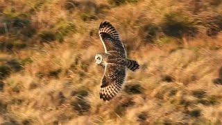 SHORTEARED OWLS In Flight amp Hunting  Asio flammeus [upl. by Shirlie]