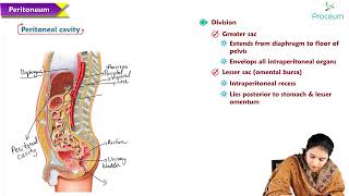 6  Peritoneum and retroperitoneum  Anatomy MBBS Lectures [upl. by Harman847]