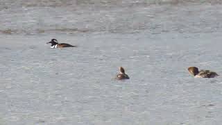 What I Saw Today Hooded Mergansers [upl. by Arres]