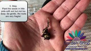 How to plant Magnolia tree from seeds for 45 days [upl. by Milas]