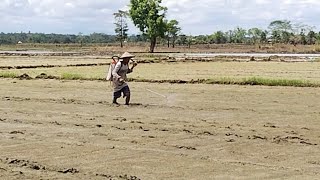 herbicide first application ricefarming foodsecurity youtubevlog [upl. by Sanger]