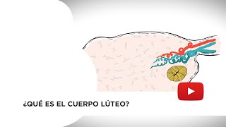 ¿Qué es el cuerpo lúteo [upl. by Collar]