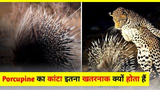 Porcupine का कांटा इतना खतरनाक क्यों होता हैं 🐾🔥shorts animal [upl. by Avert]