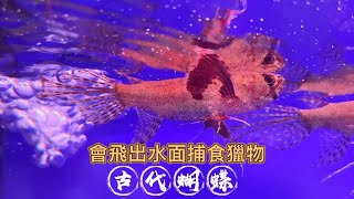 會飛出水面捕食獵物Will fly out of the water to catch prey古代蝴蝶Pantodon buchholzi [upl. by Ydal506]