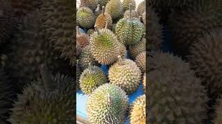 BELI DURIAN LOTARA [upl. by Alfred121]