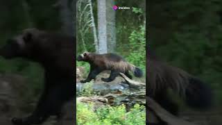 wolverine vs honey badger who wins animals facts wildlife wildanimalfacts [upl. by Lucinda906]