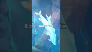 Oceanarium w Ogrodzie Zoologicznym we Wrocławiu [upl. by Viridissa]