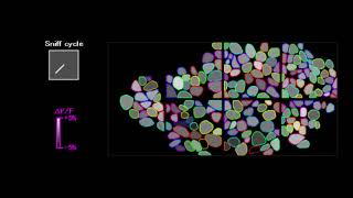 Oscillation phases of glomeruli in the olfactory bulb of a mouse [upl. by Flora]