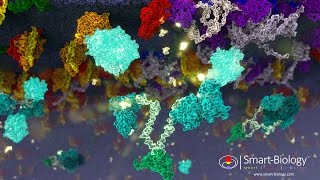 GProtein Coupled Receptor Animation 3D [upl. by Orvan]