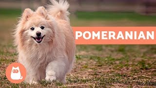 All About the POMERANIAN  Characteristics and Care [upl. by Laenahtan]