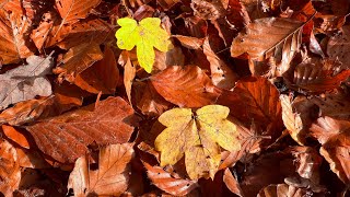 Herbststimmung am Lengwiler Weiher lengwilerweiher [upl. by Llehcal53]