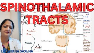 Spinothalamic tracts Anterior and Lateral Spinothalamic Ascending Tracts [upl. by Eliath]