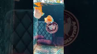 Molly fish 🥰🥰❤️❤️ mollyfish mollyfishbreeding mollyfismelafemal [upl. by Nairod]