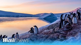 Penguin party British team track penguins on Port Lockroy in Antarcticas Goudier Island [upl. by Bidle]