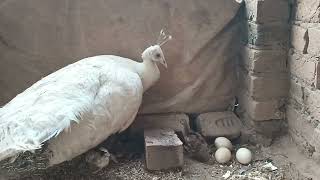 Mom white Peacocks Laying Eggs And Hatching To Many Chicks [upl. by Walling]