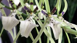 Brassia in bloom • Cold Hardy Orchids • Orchid ICU [upl. by Reste997]