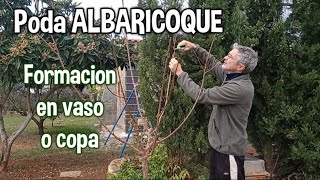 Segunda PODA al albaricoquero damasco chabacano Árbol de albaricoque [upl. by Ettenel134]