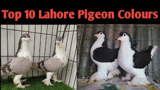 Top 10 Different Colours Labore Pigeons  Fancy pigeons 2024 [upl. by Fremont]